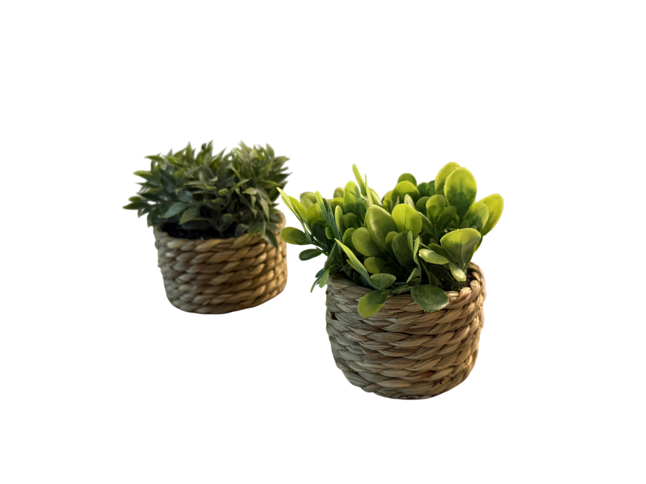 Limitiertes Coastal Greens 2er-Set Deko-Pflanzen im Korbtöpfchen