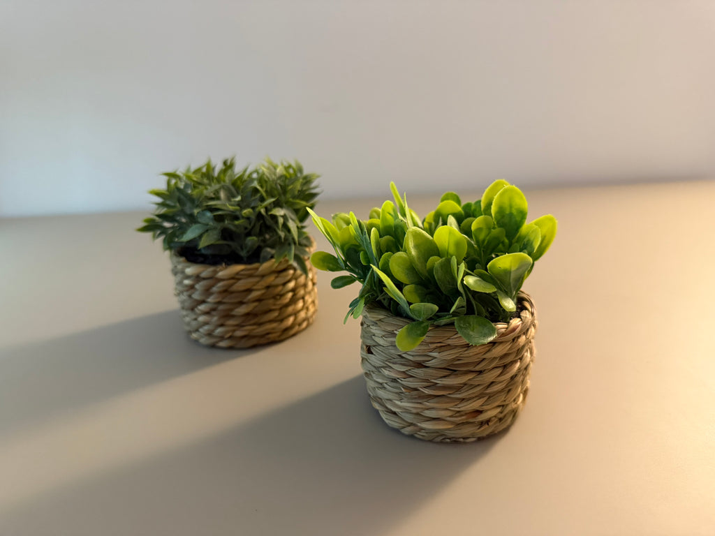 Limitiertes Coastal Greens 2er-Set Deko-Pflanzen im Korbtöpfchen