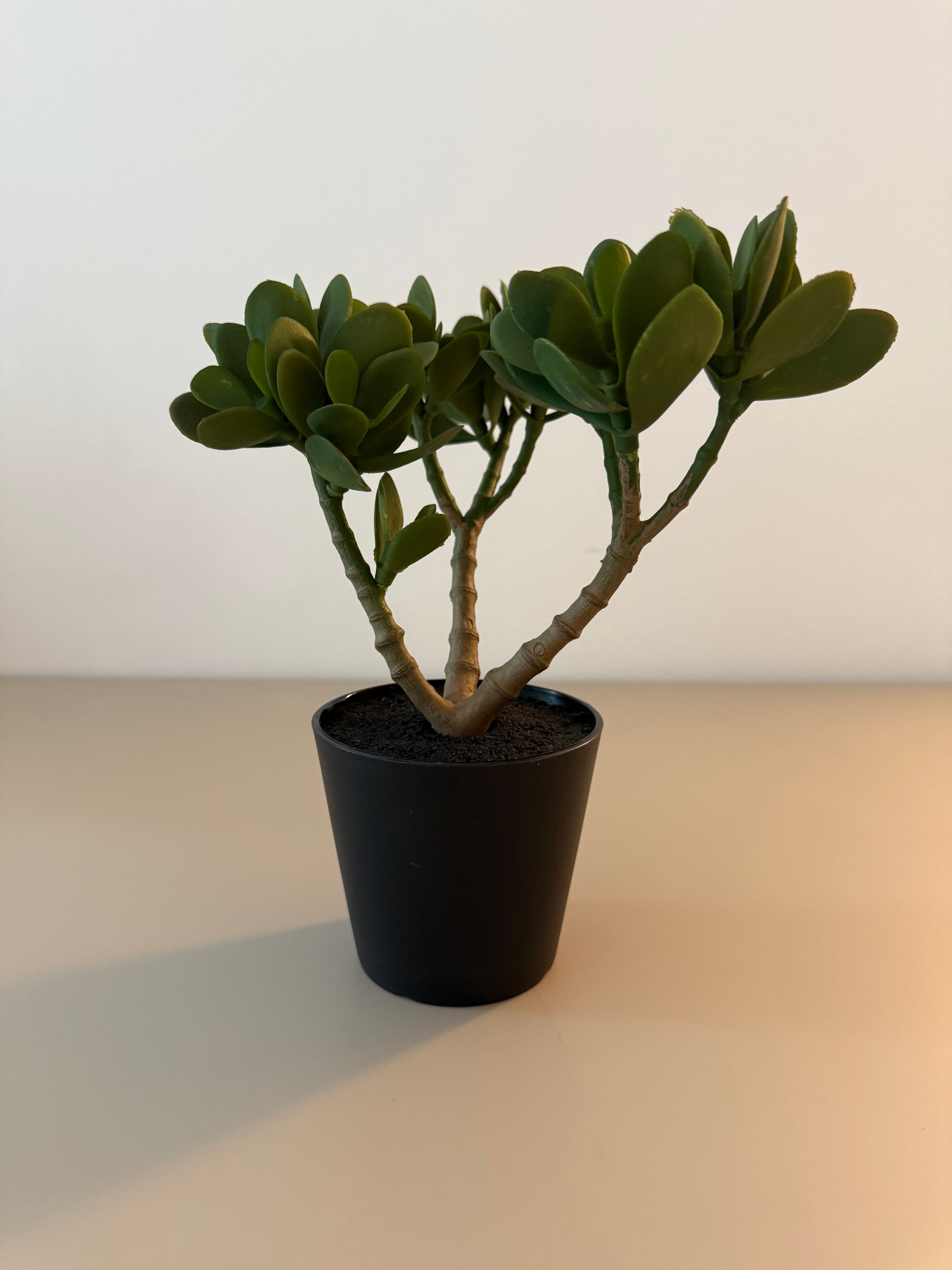 Evergreen Mini – Die pflegeleichte Deko-Pflanze im modernen Look