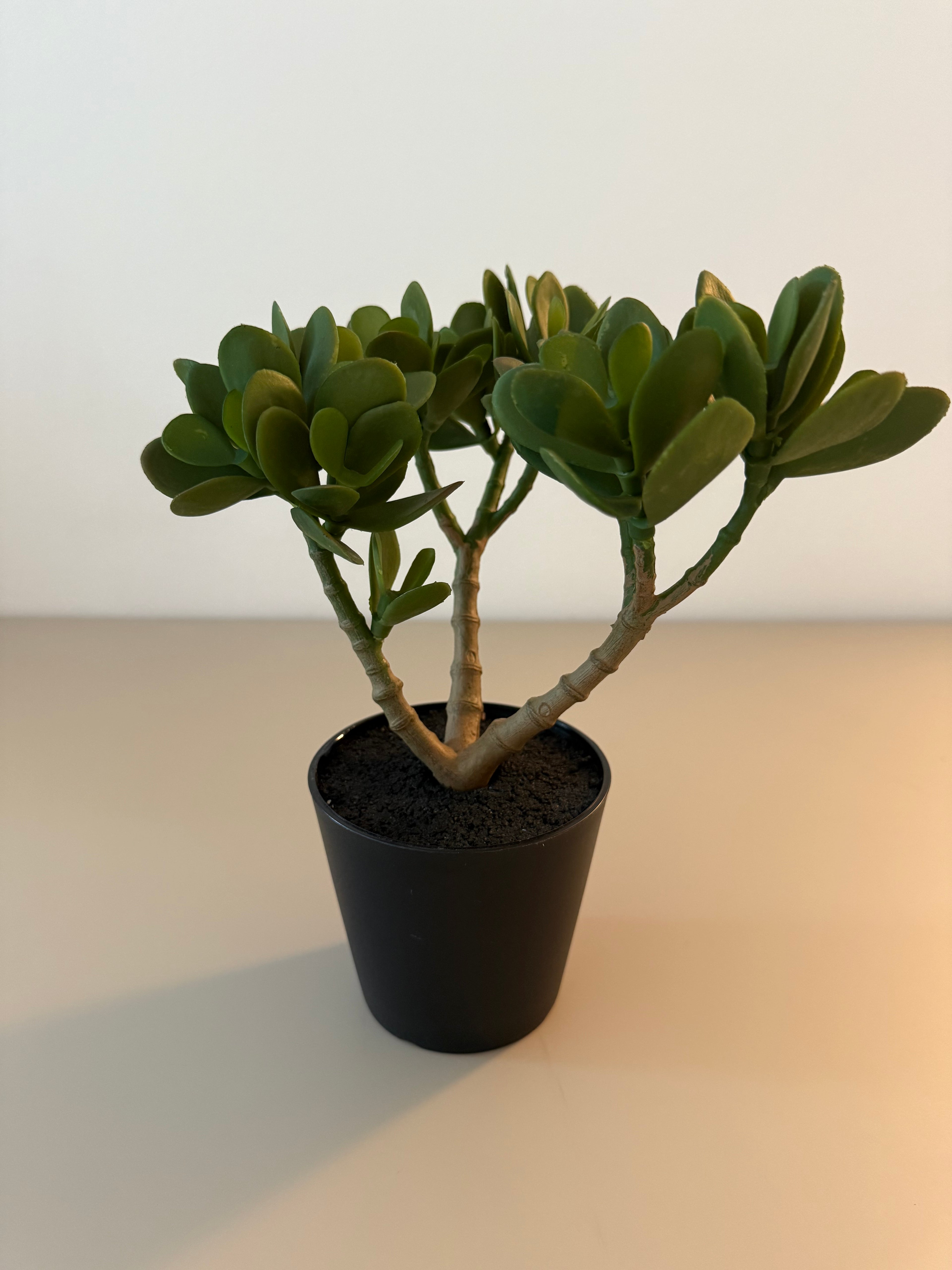 Evergreen Mini – Die pflegeleichte Deko-Pflanze im modernen Look