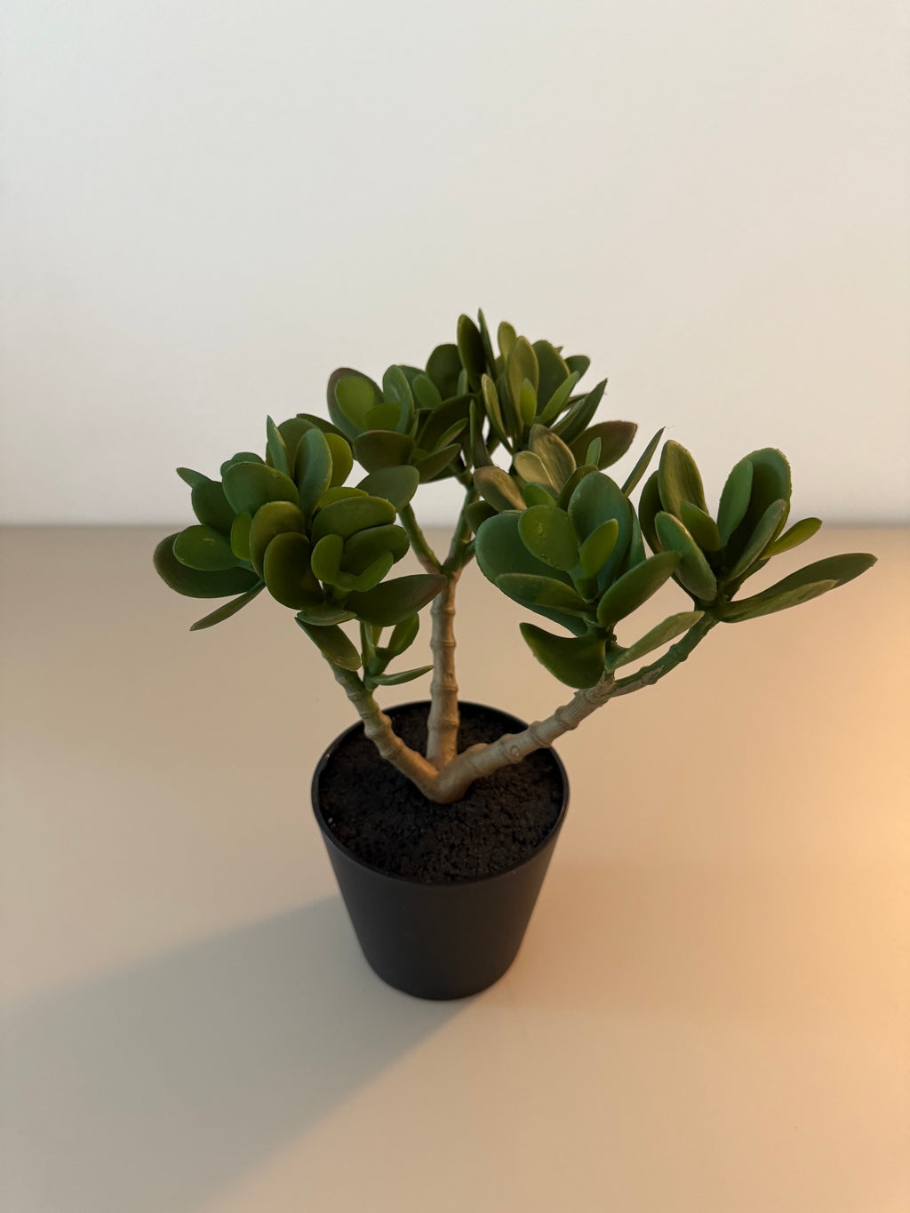 Evergreen Mini – Die pflegeleichte Deko-Pflanze im modernen Look