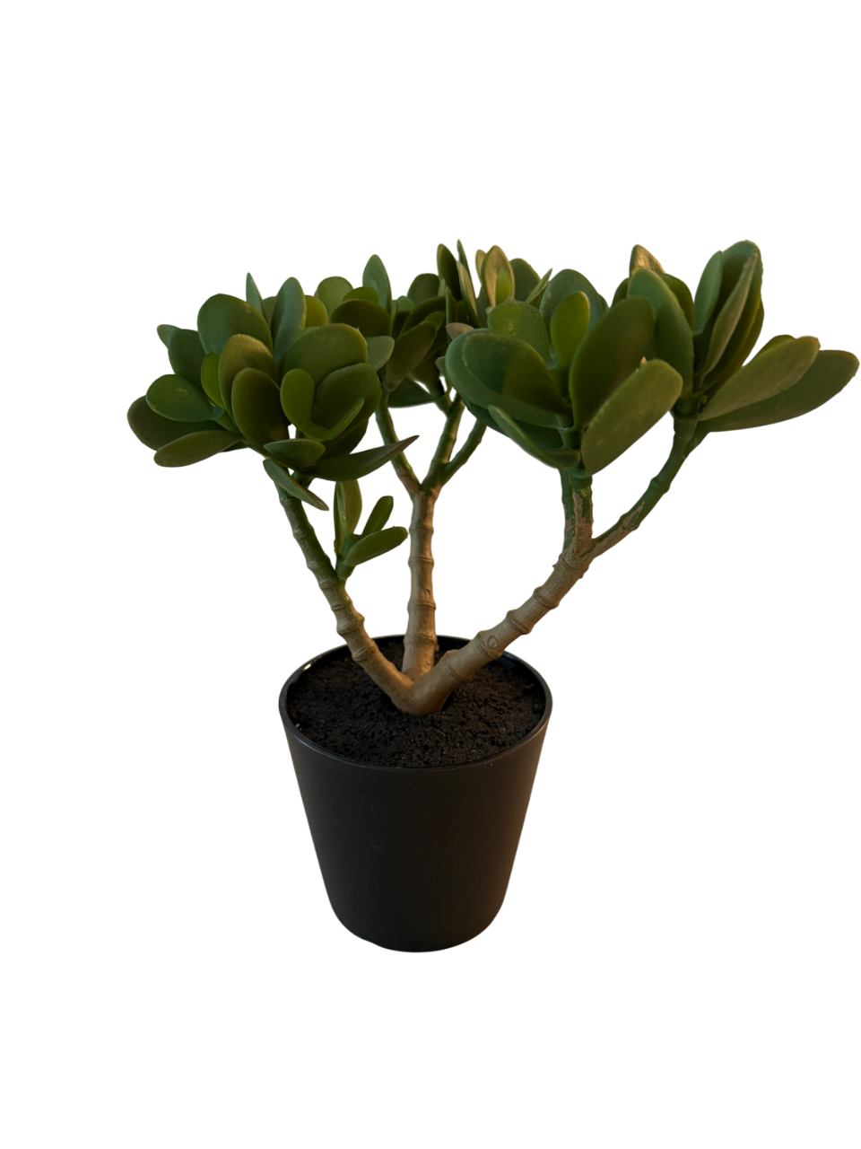 Evergreen Mini – Die pflegeleichte Deko-Pflanze im modernen Look