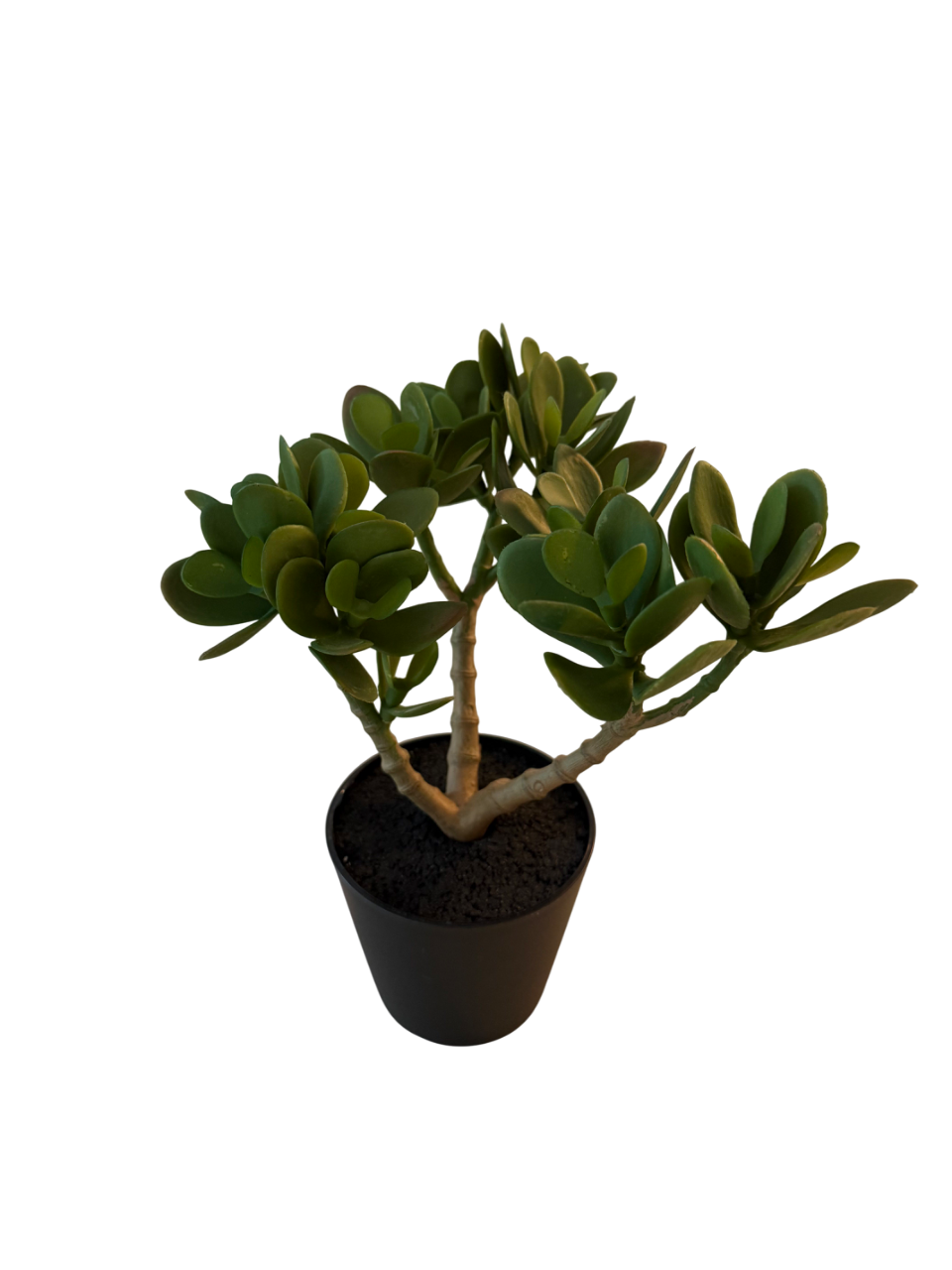 Evergreen Mini – Die pflegeleichte Deko-Pflanze im modernen Look