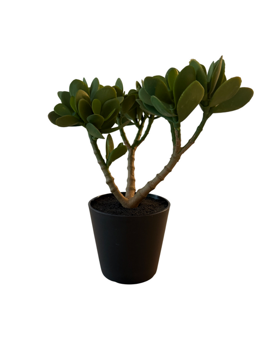 Evergreen Mini – Die pflegeleichte Deko-Pflanze im modernen Look